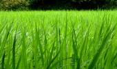 Less water-consuming paddy on Punjab varsity anvil